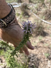 Liatris carrizana