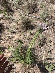 Liatris carrizana