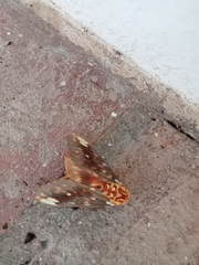 Citheronia beledonon