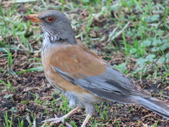 Turdus rufopalliatus