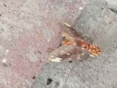 Citheronia beledonon