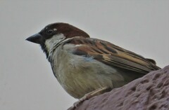 Passer domesticus