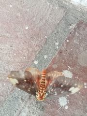 Citheronia beledonon