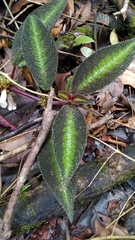 Nautilocalyx pictus