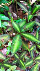 Nautilocalyx pictus