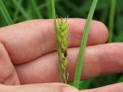 Carex atherodes
