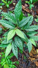 Piper brownsbergense