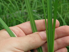 Carex atherodes