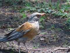 Turdus rufopalliatus