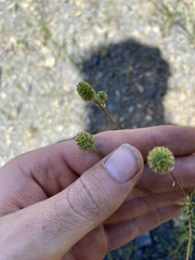 Sanguisorba occidentalis