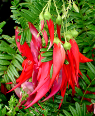 Clianthus maximus