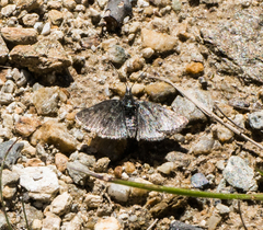 Metaxmeste phrygialis
