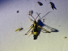 Synanthedon kathyae