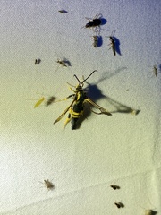 Synanthedon kathyae