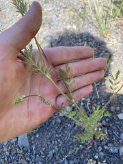 Sanguisorba occidentalis