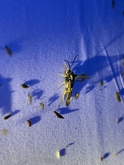 Synanthedon kathyae
