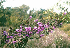 Prostanthera galbraithiae