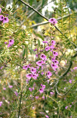Prostanthera galbraithiae