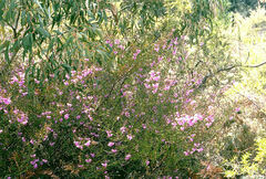 Prostanthera galbraithiae