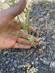 Sanguisorba occidentalis