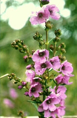 Prostanthera galbraithiae