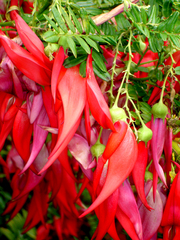 Clianthus maximus
