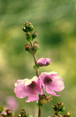 Prostanthera galbraithiae