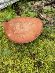 Leucopaxillus eucalyptorum