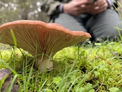 Leucopaxillus eucalyptorum