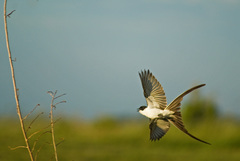 Fork-Tailed Flycatcher photo 3