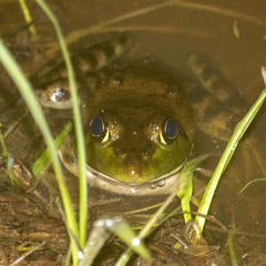 Lithobates grylio
