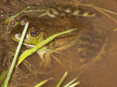 Lithobates grylio