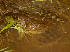 Lithobates grylio