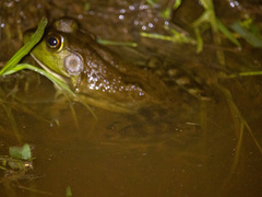 Lithobates grylio