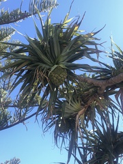 Pandanus tectorius
