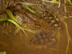 Lithobates grylio