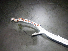 Lampropeltis annulata