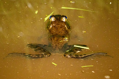 Lithobates grylio
