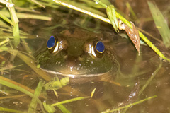 Lithobates grylio