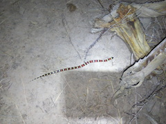 Lampropeltis annulata
