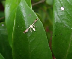 Stenoptilodes taprobanes