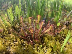 Drosera anglica