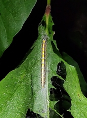 Epipaschia superatalis