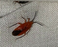 Coccobaphes frontifer