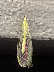 Chrysopa nigricornis