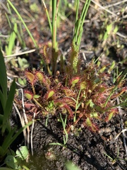 Drosera rotundifolia