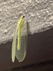 Chrysopa nigricornis