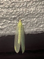 Chrysopa nigricornis