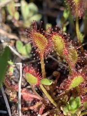 Drosera rotundifolia
