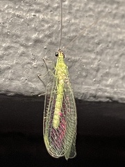 Chrysopa nigricornis